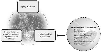 The potential for mitochondrial therapeutics in the treatment of primary open-angle glaucoma: a review 